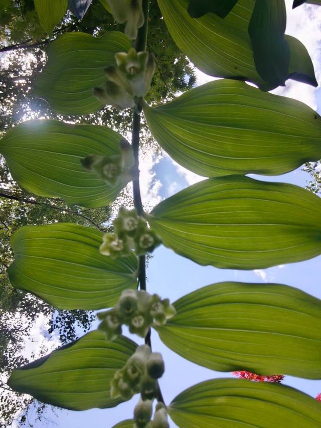 藍山腳下的秘密花園梅菲爾德絕美打卡攻略