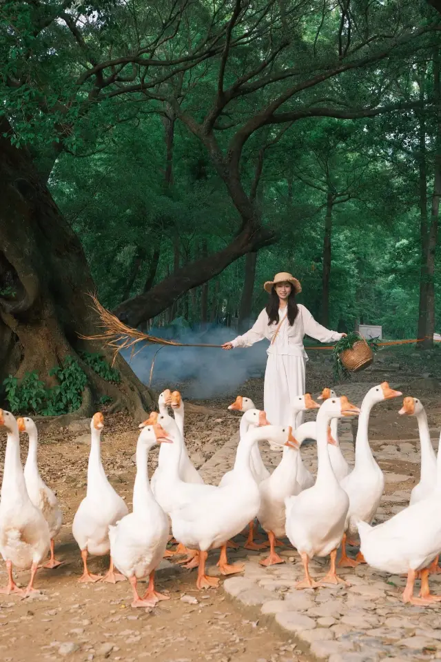 สวนหยางเจียซีหย่งเฟิงดีมากสำหรับการถ่ายรูป