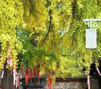 秋日裡綻放的金黃