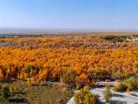 金秋必衝!金塔胡楊林500字治癒系攻略