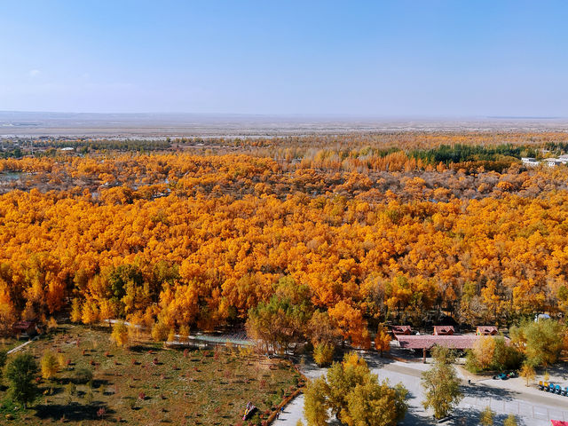 金秋必衝!金塔胡楊林500字治癒系攻略 金秋必衝!金塔胡楊林500字治癒系攻略