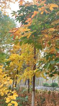 城市中心的秋日童話