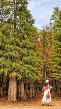 南昌紅葉季打卡指南這幾個地方強烈推薦！