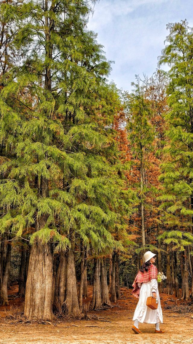 南昌紅葉季打卡指南這幾個地方強烈推薦！
