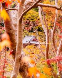 奈良秋季紅葉打卡指南收藏這篇就夠了！