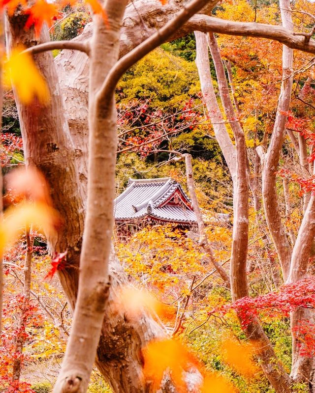 奈良秋季紅葉打卡指南收藏這篇就夠了！