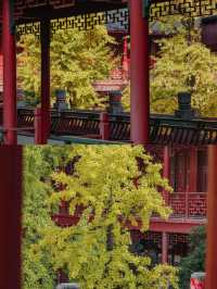 南京｜毗盧寺的銀杏，終於等來了最佳觀賞期！