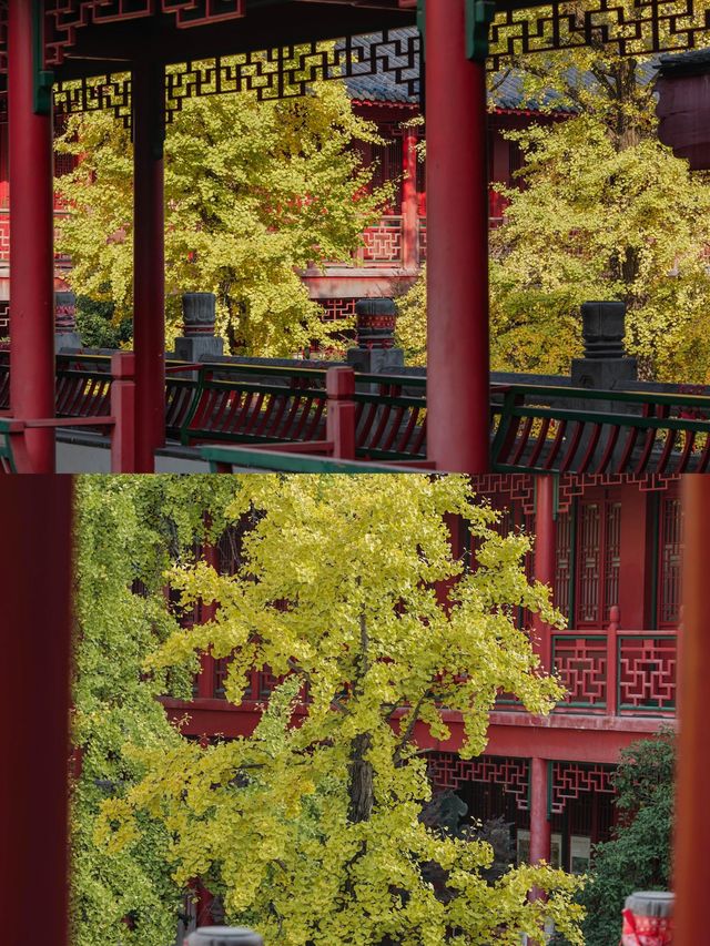 南京｜毗盧寺的銀杏，終於等來了最佳觀賞期！