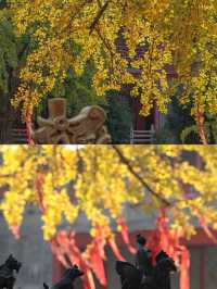 南京｜毗盧寺的銀杏，終於等來了最佳觀賞期！