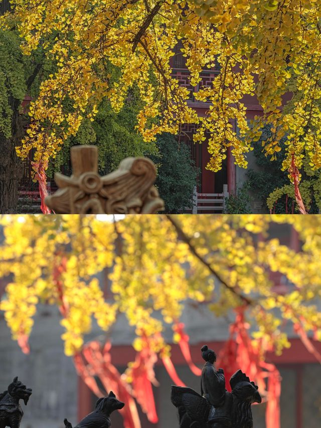 南京｜毗盧寺的銀杏，終於等來了最佳觀賞期！