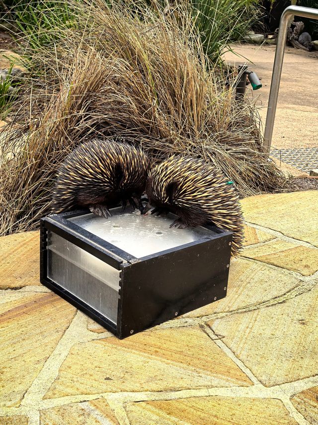 住進動物園的夜！Taronga最美棲息之旅