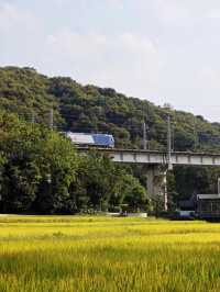 廣州免費踏青聖地地鐵直達的絕美金坑稻田