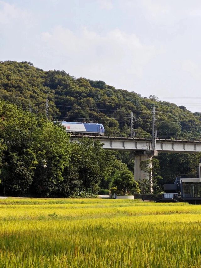 廣州免費踏青聖地地鐵直達的絕美金坑稻田 廣州免費踏青聖地地鐵直達的絕美金坑稻田