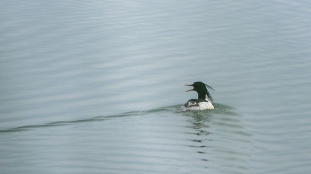 天溪湖中華秋沙鴨提前越冬