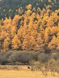 一人行公共交通稻城亞丁三天分享25.10.30