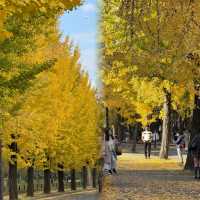 大阪隱藏銀杏秘境！99%遊客錯過