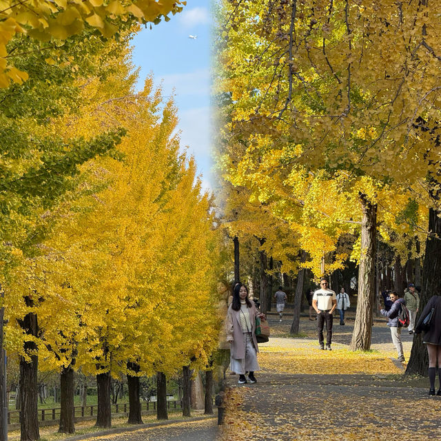 大阪隱藏銀杏秘境！99%遊客錯過