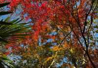 快來,浙江第三屆莫干山紅楓季開始了!