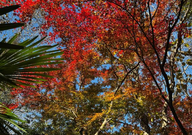 快來,浙江第三屆莫干山紅楓季開始了! 快來,浙江第三屆莫干山紅楓季開始了!