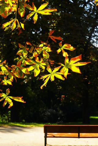 Retiro Park: A Tender Message of Autumn