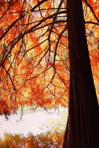 南京三天遊(秋天的尾巴)