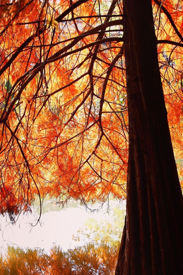 南京三天遊(秋天的尾巴) 南京三天遊(秋天的尾巴)