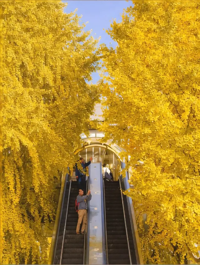 There is a kind of autumn called watching ginkgo on the escalator