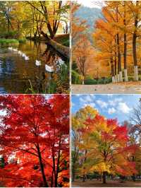 上海1.5小時直達！金山楓葉島，藏著魔都最濃秋意