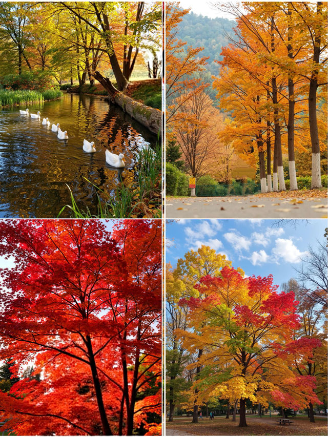 上海1.5小時直達！金山楓葉島，藏著魔都最濃秋意