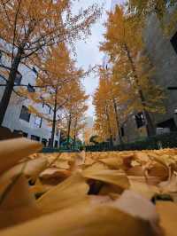 新昌秋日限定美景