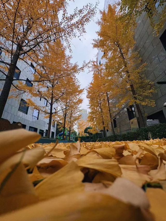 新昌秋日限定美景 新昌秋日限定美景