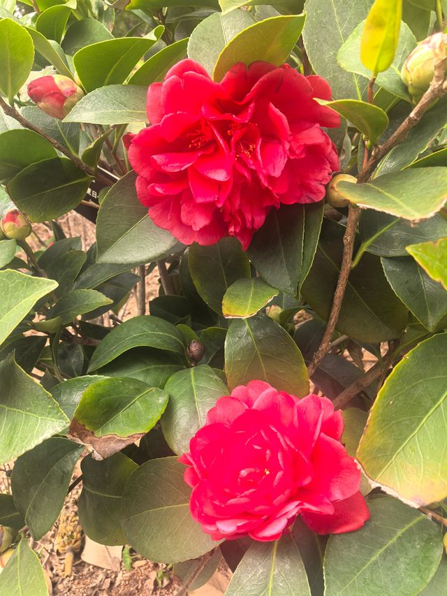 上海植物園隨拍