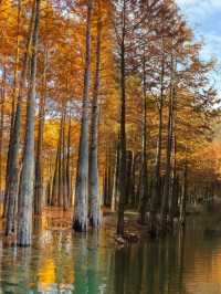 杭州1h直達!寧國方塘落羽杉林小眾賞秋全攻略