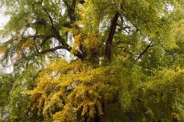 這裡是少林寺，金庸筆下的江湖起點