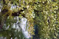 這裡是少林寺，金庸筆下的江湖起點