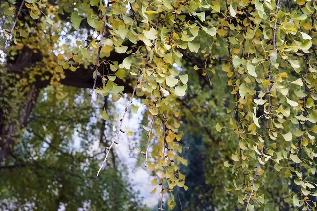 這裡是少林寺，金庸筆下的江湖起點