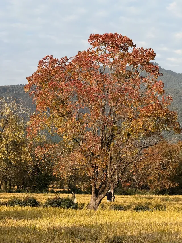 皖南賞秋|安徽四天三晚遊分享 皖南賞秋|安徽四天三晚遊分享
