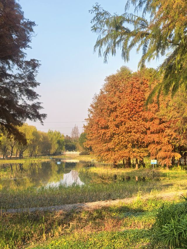 滬上秋色「杉」水畫,一半在水,一半在天 滬上秋色「杉」水畫,一半在水,一半在天