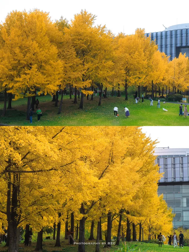 錯過等一年！世博公園銀杏濃度100%