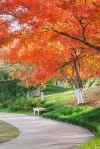 真的紅了武漢青山公園11.27實拍，美絕了