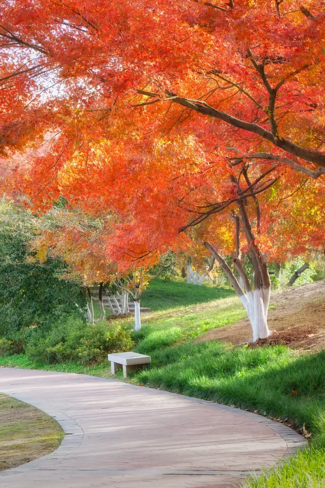 真的紅了武漢青山公園11.27實拍，美絕了
