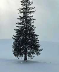 北海道冬日絕景 純白幻想曲