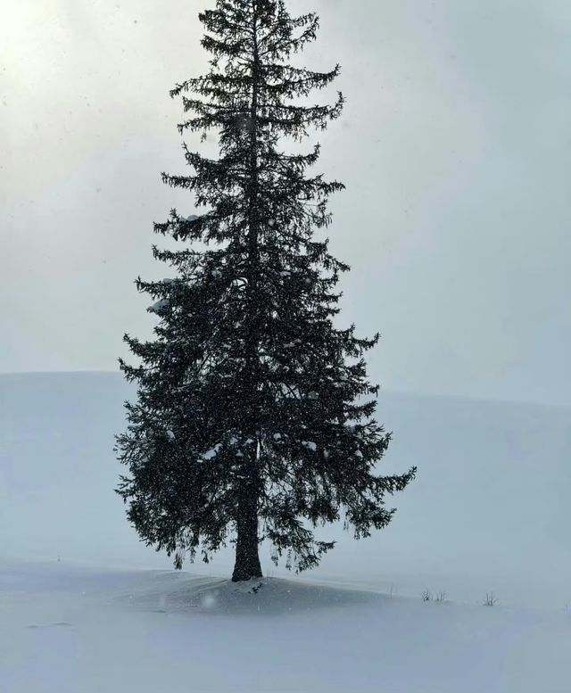 北海道冬日絕景 純白幻想曲 北海道冬日絕景 純白幻想曲