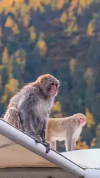 稻城亞丁拍到的各種野生動物