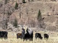 總會反覆愛上的川西