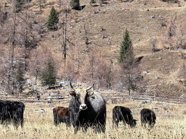 總會反覆愛上的川西