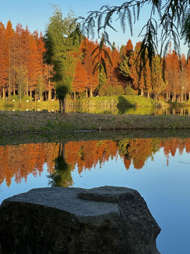 昆明絕美銀杏打卡地