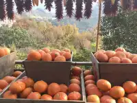 蕪湖～篁嶺自駕