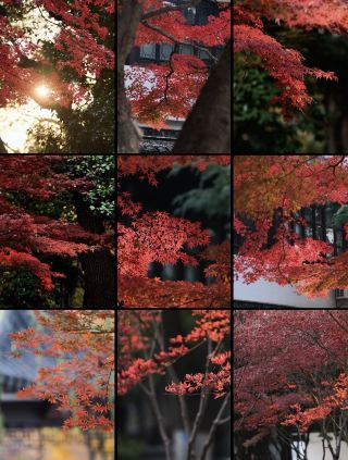 ～Сохраняя красоту закатного солнца, мимолетную и прекрасную～