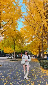 黃金城道及周邊最全銀杏拍攝citywalk路線